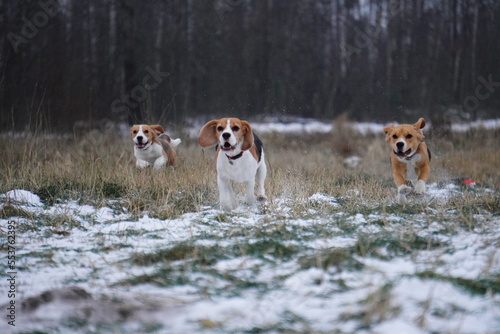 group of dogs playing in the snow
