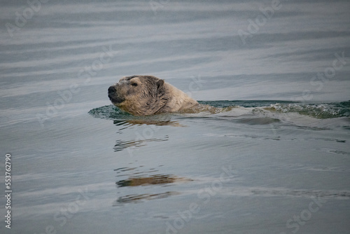 Polar bear in the Arctic