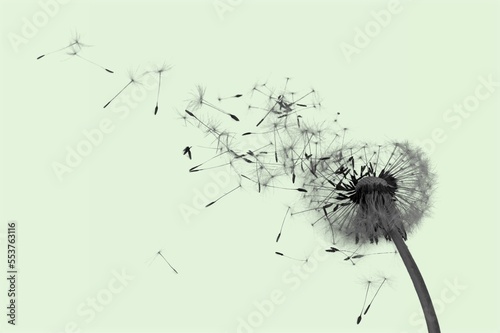 Fototapeta Naklejka Na Ścianę i Meble -  Fluffy dandelion flower and flying seeds