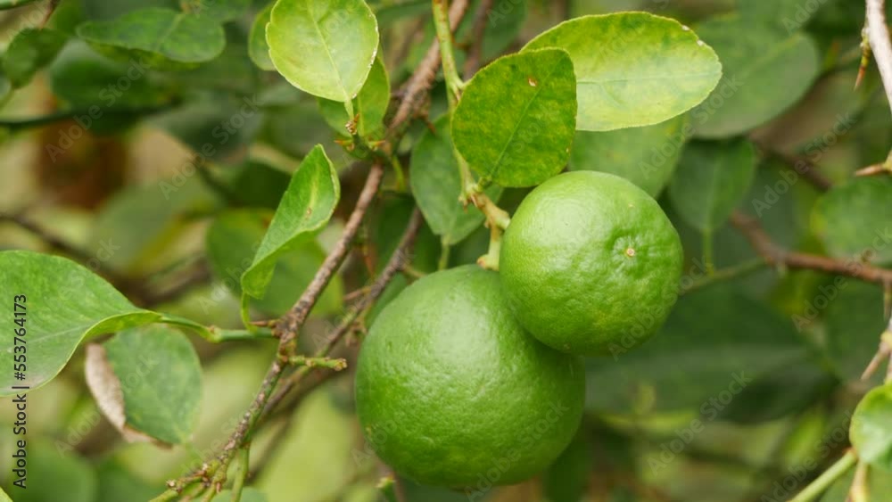 Zoomed in double citrus fruit leafy blowing lemon branch Zoomed in double citrus fruit leafy blowing lemon branch