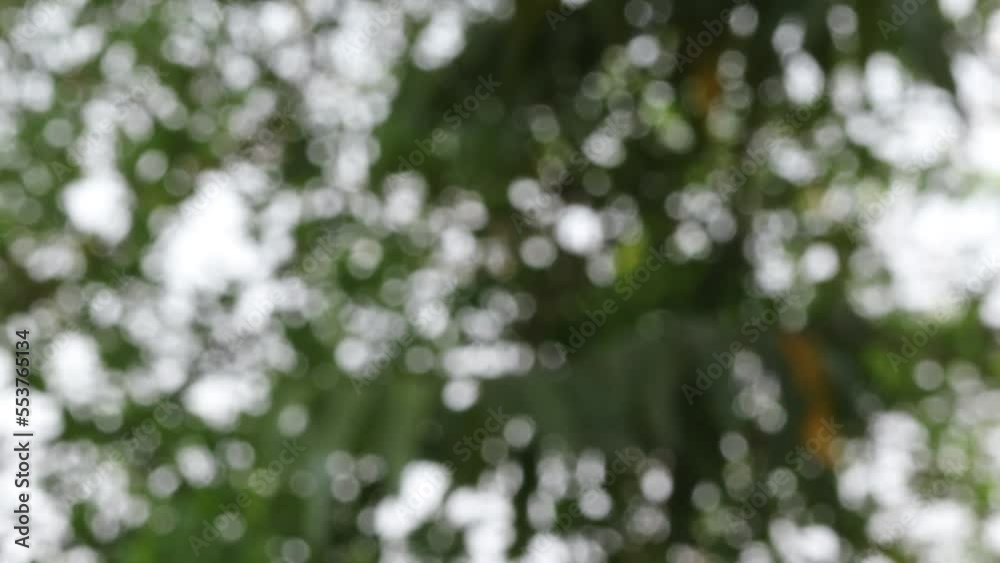 Abstract blur green foliage and tree in jungle with sun light spring summer. Farming concept on plant forest Abstract blur green foliage and tree in jungle with sun light spring summer. Farming concept on plant forest