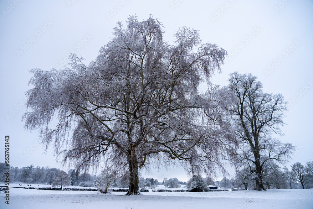Fototapeta premium trees in the snow