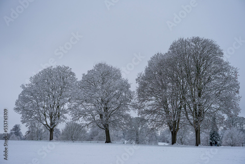 Wallpaper Mural trees in the snow Torontodigital.ca