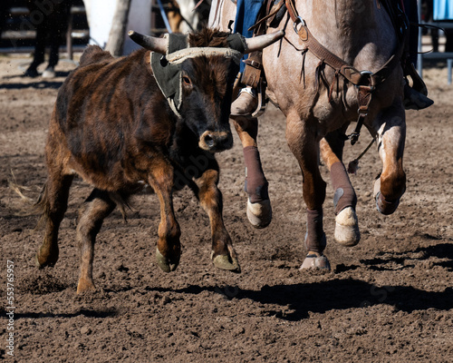 Cowboys and a steer in an Arizon roping event