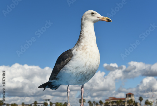 Western Gull, Third Winter, Larus occidentalis,