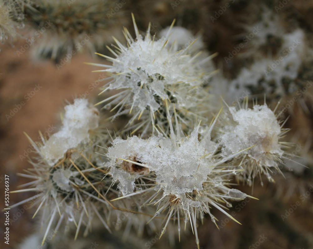 Snow on a Cholla Cactus Plant at Joshua Tree National Park in California Snow on a Cholla Cactus Plant at Joshua Tree National Park in California