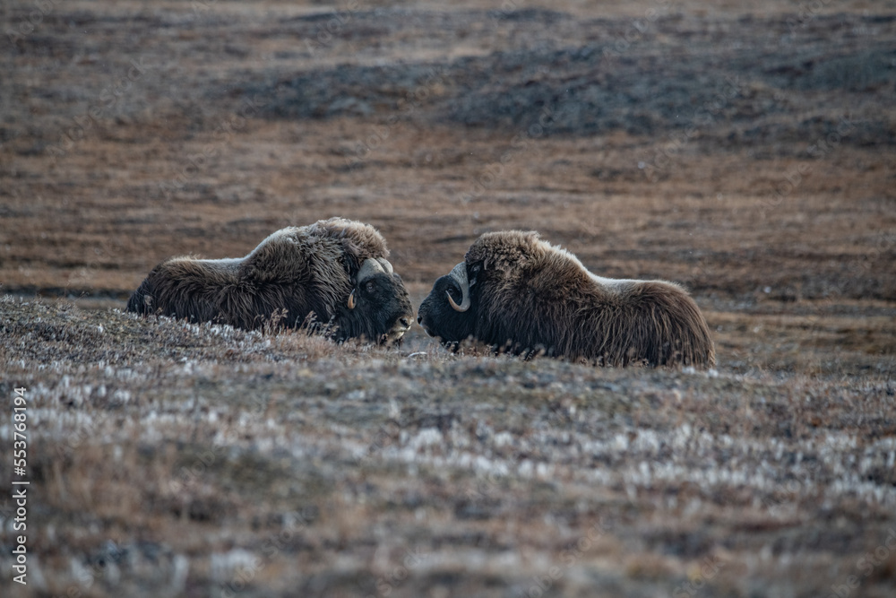 Fototapeta premium Musk Ox