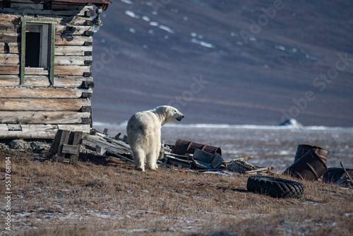 Polar bear, Wrangel Island