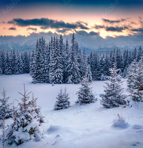 Fantastic winter scenery. Attractive evening view of mountain forest. Splendid winter landscape of Carpathian mountains. Beauty of nature concept background.