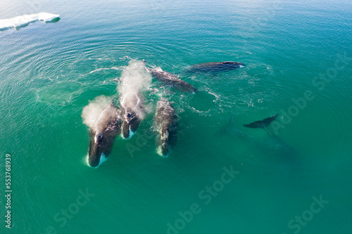 Bowhead whale in the Arctic