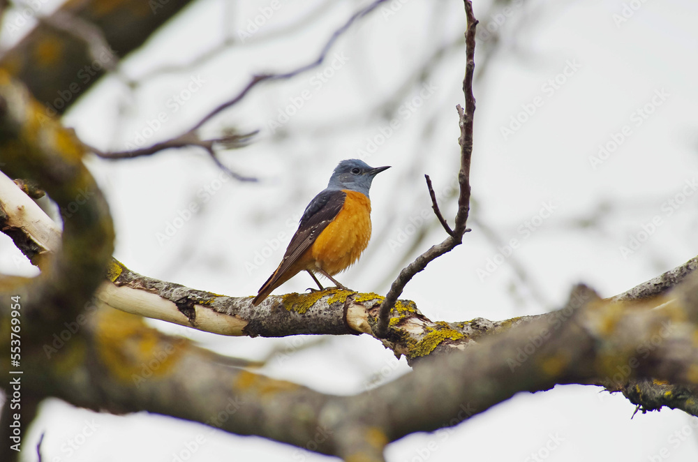 Common rock thrush A beautiful and all too rare winged traveler. Common rock thrush A beautiful and all too rare winged traveler.