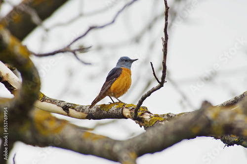 Common rock thrush A beautiful and all too rare winged traveler. © Daniel