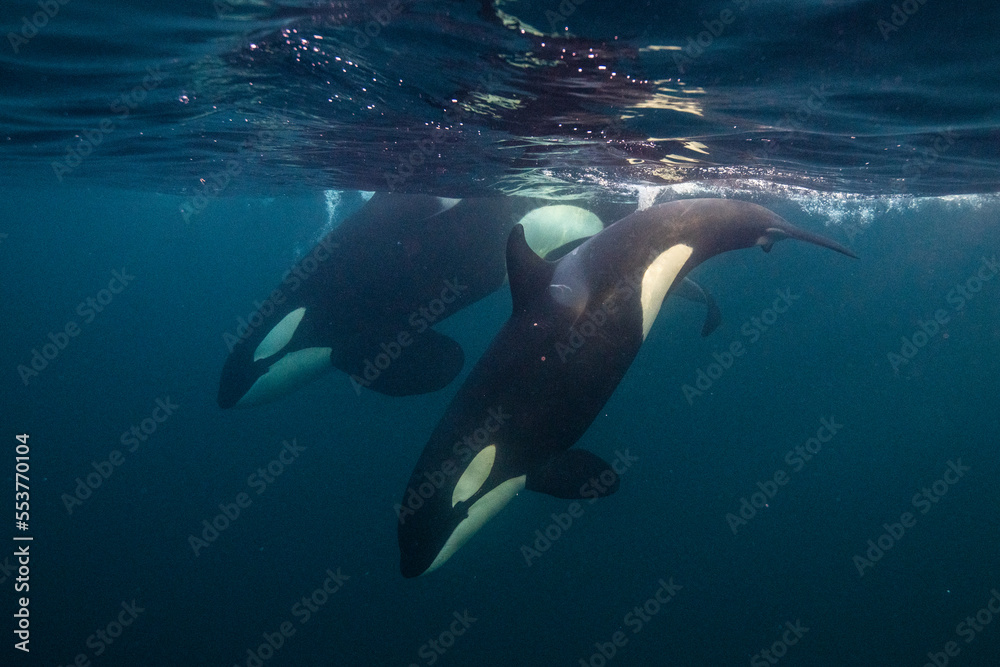 Orca, killer whale Orca, killer whale