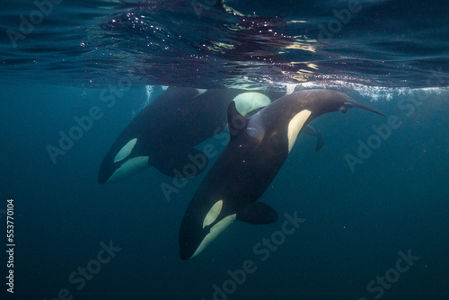 Orca, killer whale