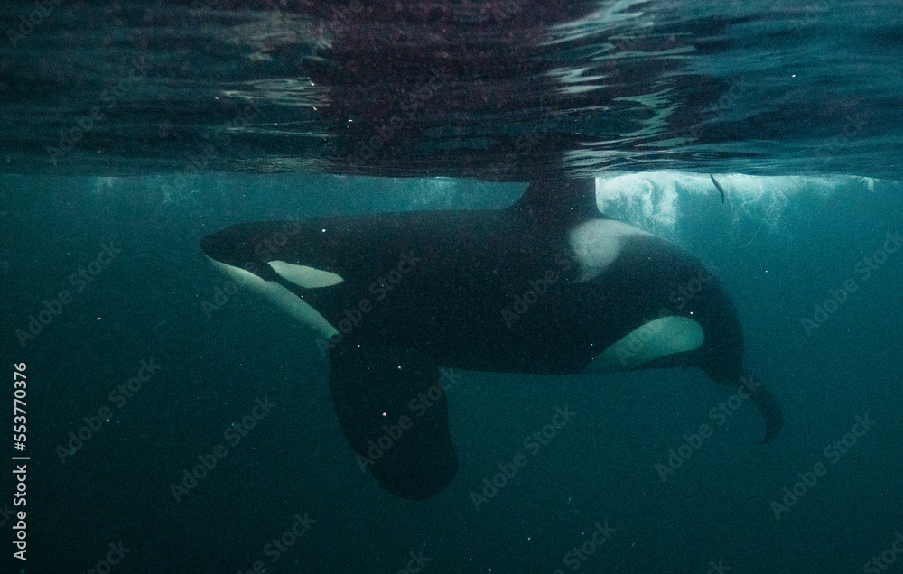 Fototapeta premium Orca, killer whale