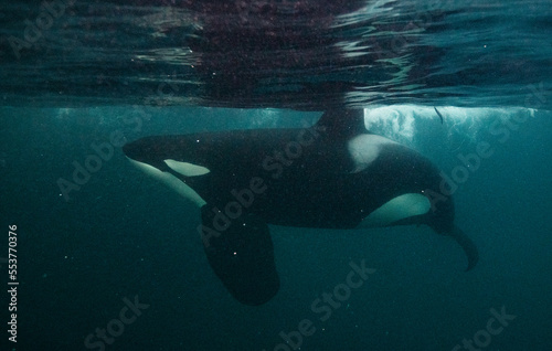 Orca, killer whale © Stanislav