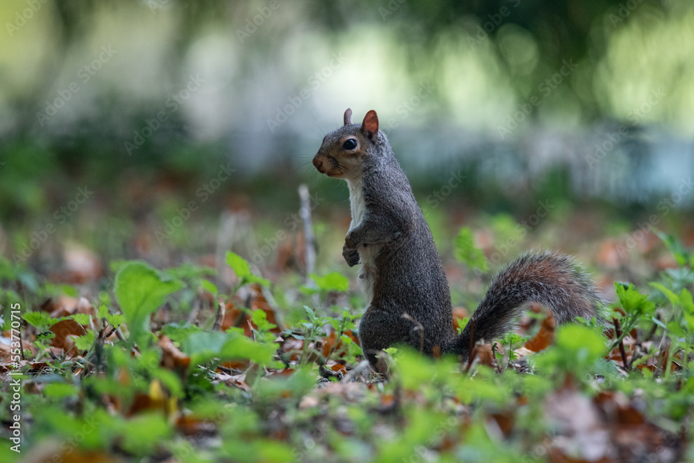 Fototapeta premium Squirrel