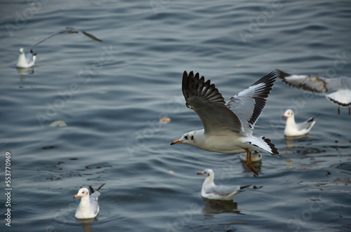 Seagulls that migrate from the cold to live in the Gulf of Thailand.