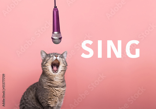 cat and microphone on a pink background. the cat sings into the microphone. photo