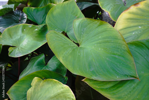  Green broad leaves in the garden.  