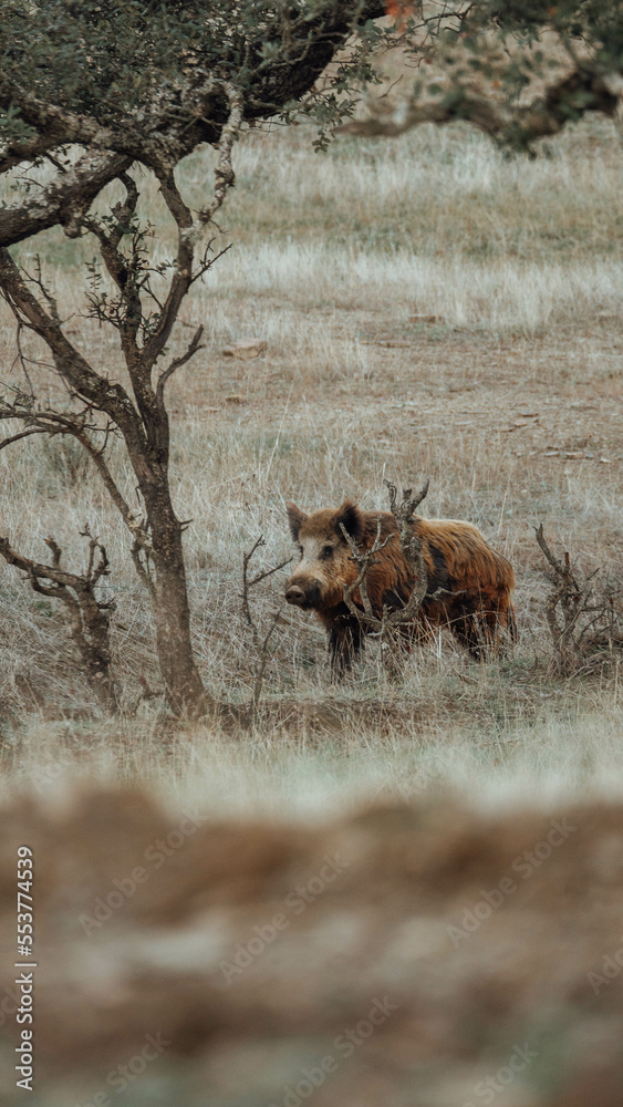 Wild pig Wild pig