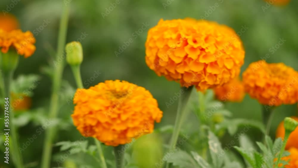 Zoomed in Orange marigold flower leafy stems green blurry background