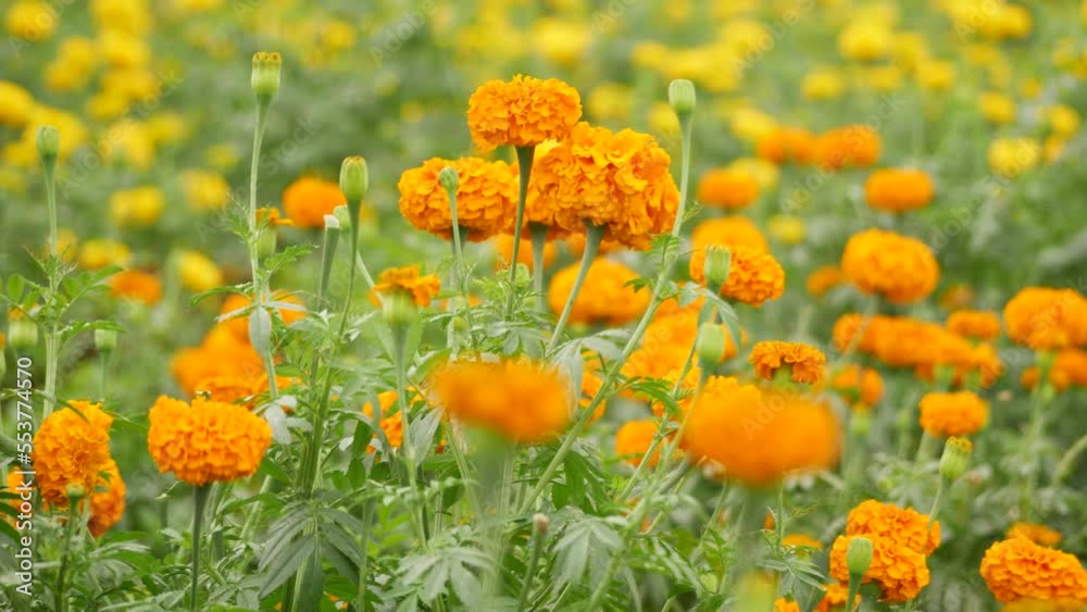 Bright orange flower leafy green stem blurry yellow flowers background Bright orange flower leafy green stem blurry yellow flowers background