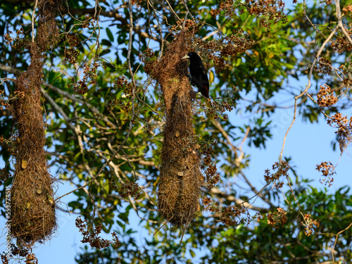 Corn Bird or Crested Oropendola with the nests on tree photo