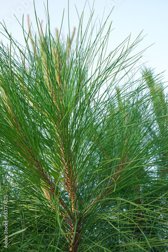 Pine leaves with close up shot