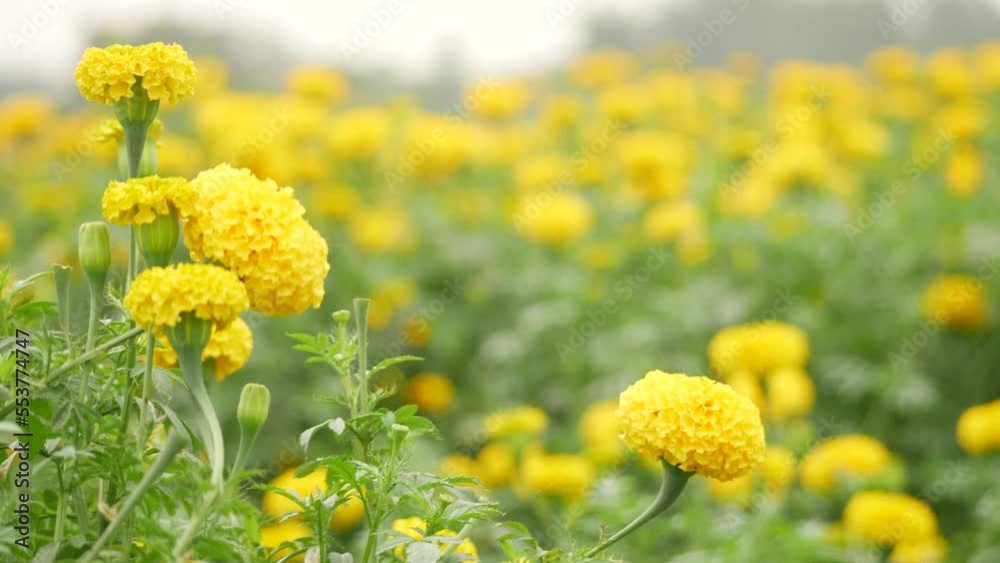 Blooming Yellow slightly bent marigold tall leafy stem blurry garden background Blooming Yellow slightly bent marigold tall leafy stem blurry garden background