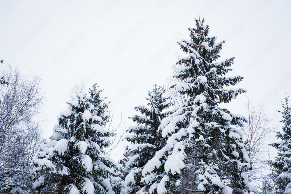 Winter scene in Northern Europe with beautiful snow covered spruce trees. Snowy forest background.