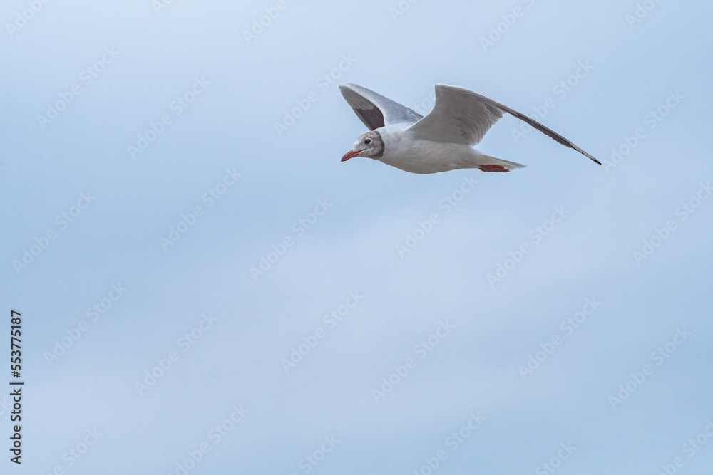 Brown-hooded Gull (Chroicocephalus maculipennis) by the bay, Montevideo, Uruguay