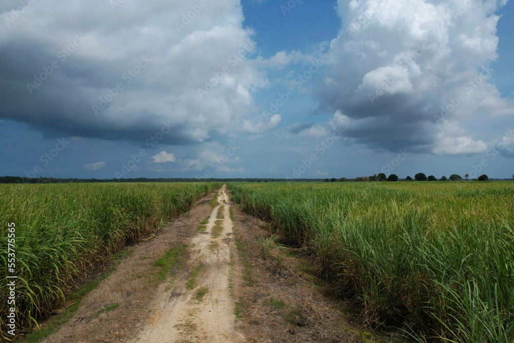 Zanzibar Sugarcane Plantation with path