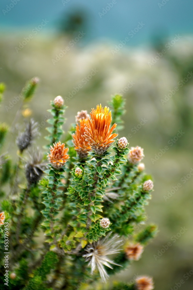 Foto de Flower of the Andes growing above Quilotoa Lake near Latacunga ...