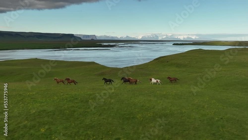 Herd of horses running in slow motion Iceland aerial shot