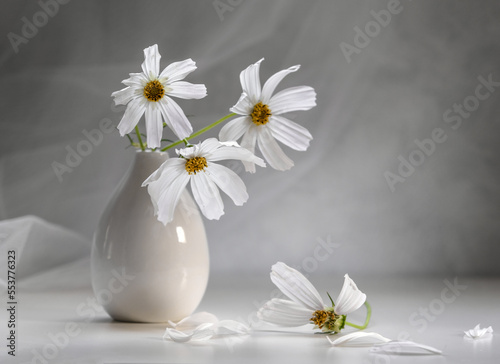 Bouquet of cosmea in a white vase on a light background