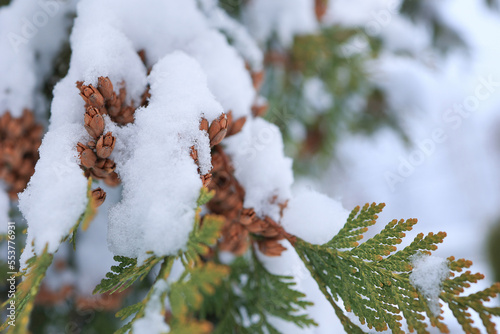 a fir branch in the snow. Focus on the bumps.