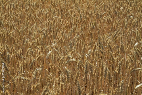 Ein Getreidefeld in der thuerringischen Rhoen. Dermbach  Deutschland  Europa -  A grain field in the Thuringian Rhoen. Dermbach  Germany  Europe