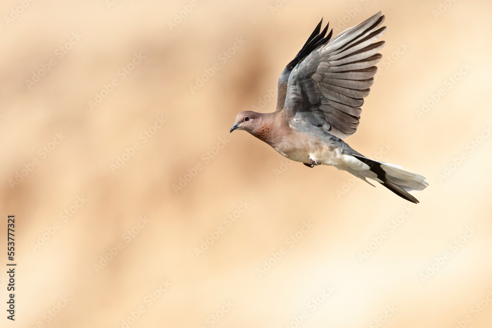 Palmtortel, Laughing Dove, Streptopelia senegalensis