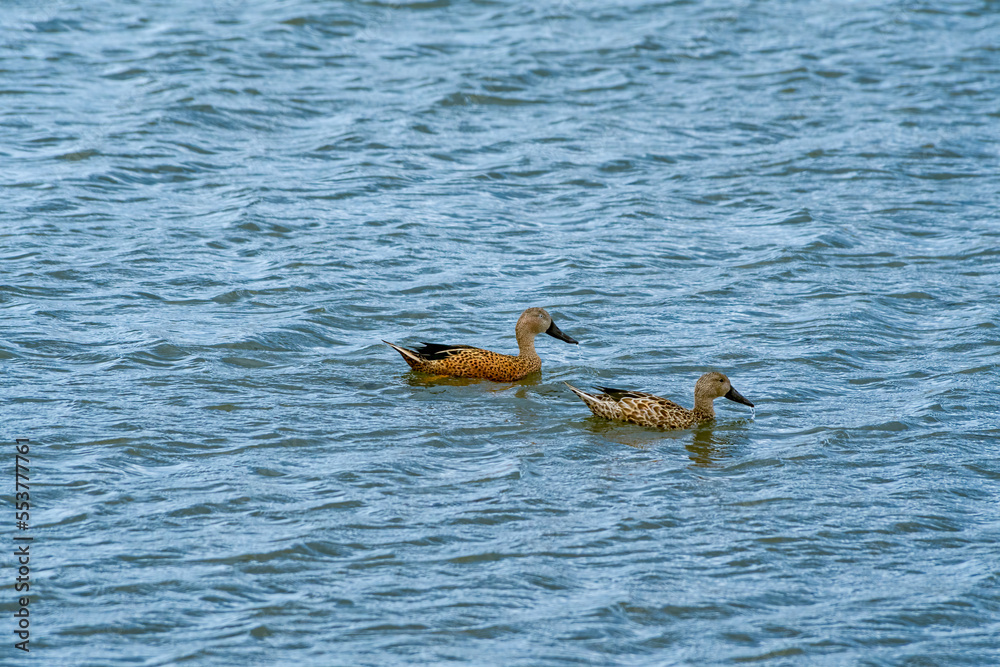 Red Shovelers (Spatula platalea) on lake in Ushuaia area, Land of Fire (Tierra del Fuego), Argentina Red Shovelers (Spatula platalea) on lake in Ushuaia area, Land of Fire (Tierra del Fuego), Argentina