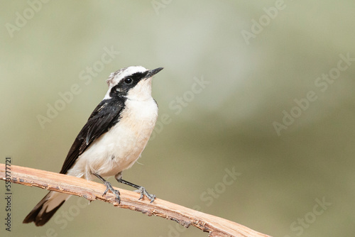 Vitatta Bonte Tapuit, Vittata Pied Wheatear, Oenanthe pleschanka vittata