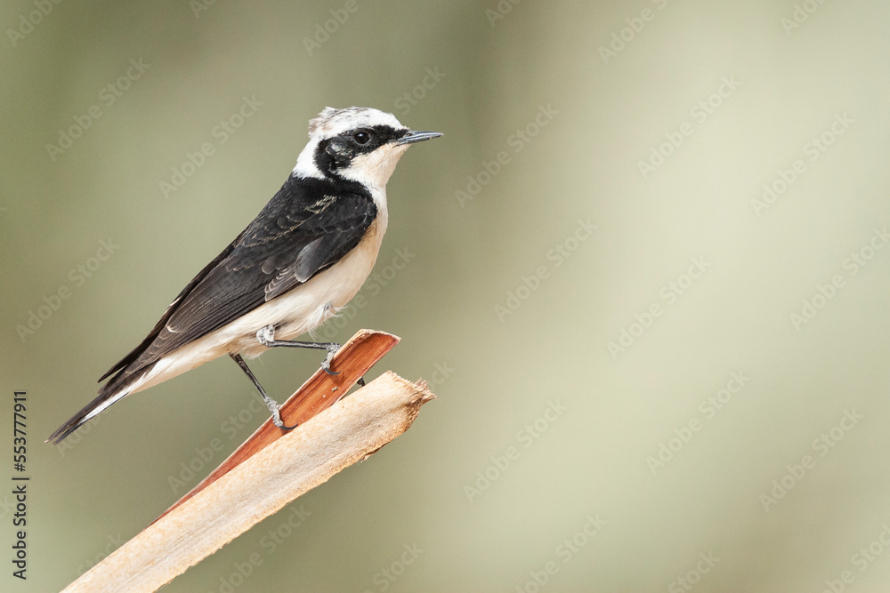 Obraz premium Vitatta Bonte Tapuit, Vittata Pied Wheatear, Oenanthe pleschanka vittata