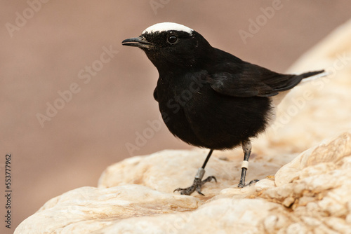 Witkruintapuit, White-crowned Wheatear, Oenanthe leucopyga photo