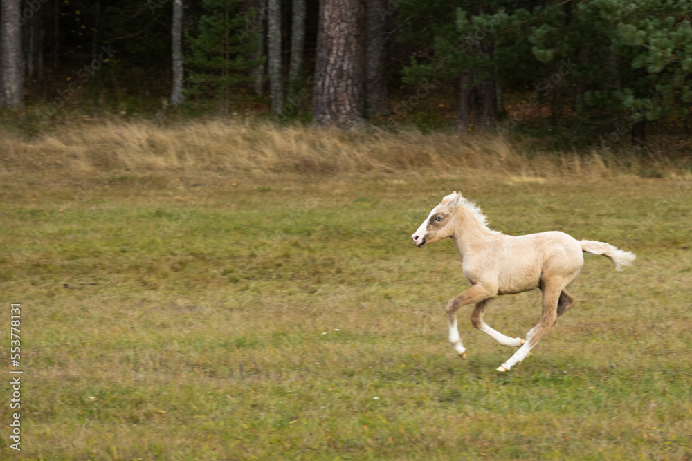 Running palomino foal in the field. High quality photo Running palomino foal in the field. High quality photo