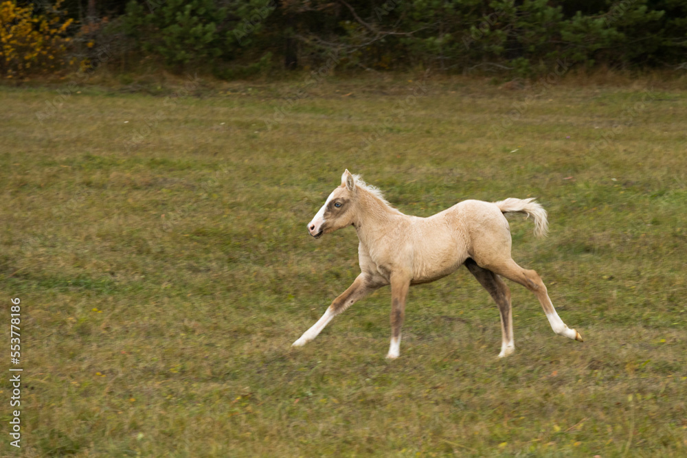Running palomino foal in the field. High quality photo Running palomino foal in the field. High quality photo