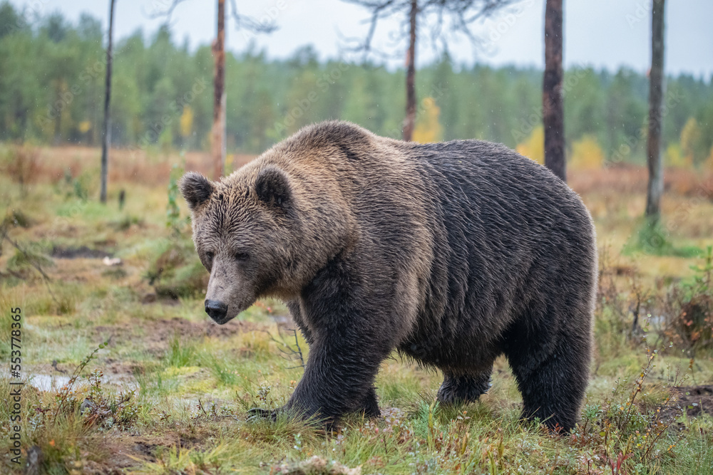 Brown bear, Finland