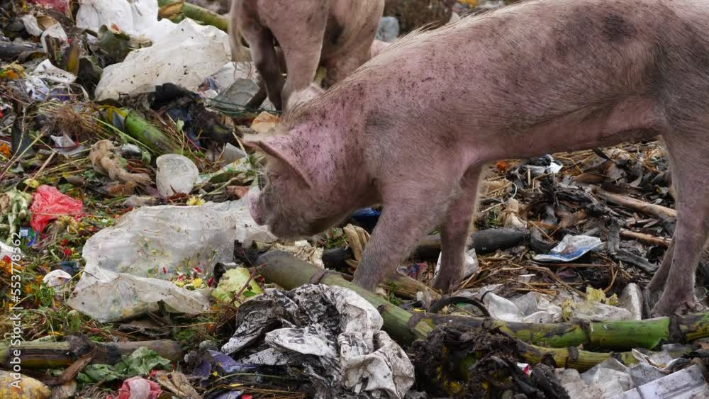 Zoomed in live video of a pig eating garbage in a landfilled site Stock ビデオ Adobe Stock