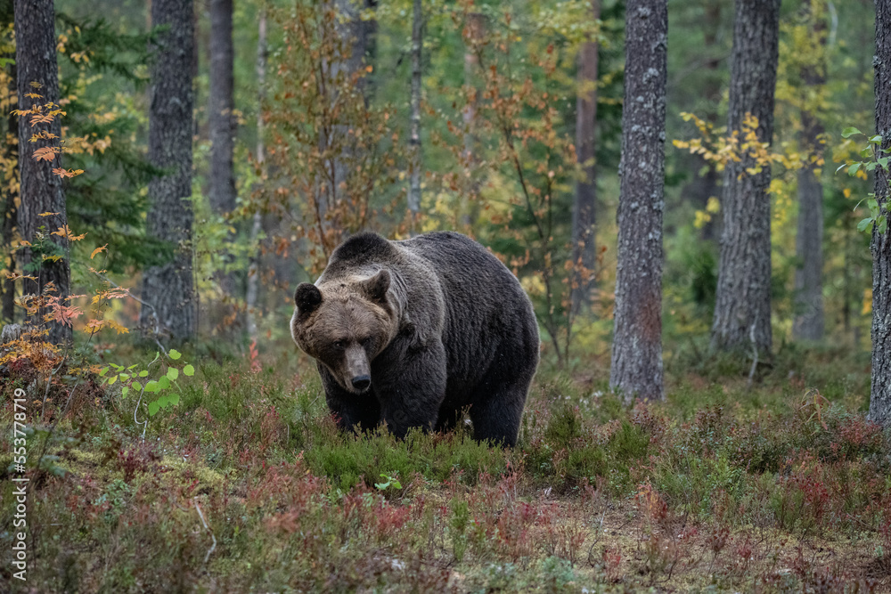 Brown bear, Finland Brown bear, Finland