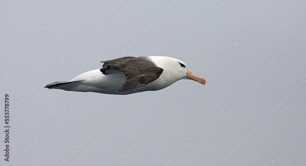 Fototapeta premium Black-browed Albatross, Wenkbrauwalbatros, Thalassarche melanophrys