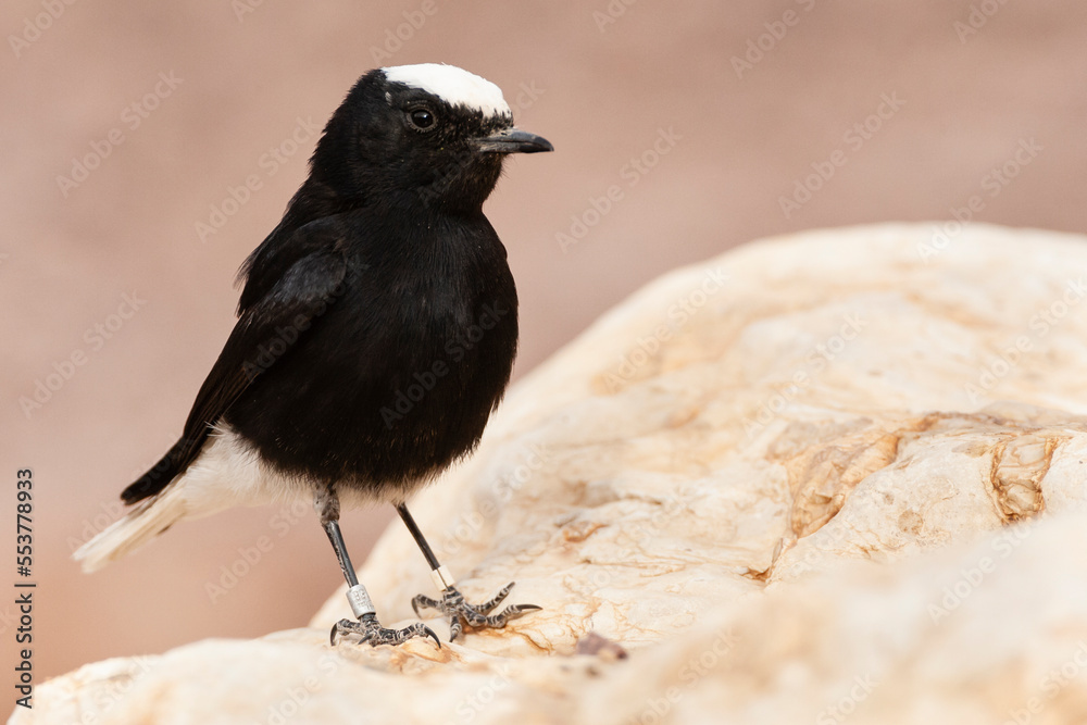 Fototapeta premium Witkruintapuit, White-crowned Wheatear, Oenanthe leucopyga